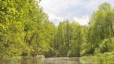 Lebensraum Süsswasser