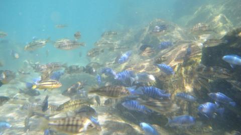 felsiger Lebensraum des Malawi-Buntbarsch