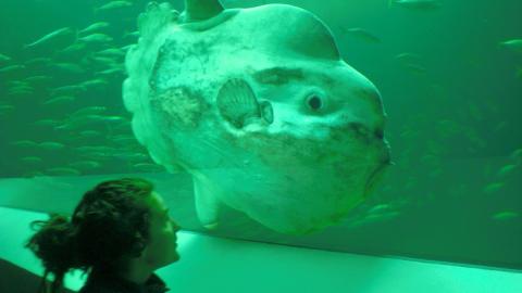 Der Mondfisch gilt als der schwerste Knochenfisch.