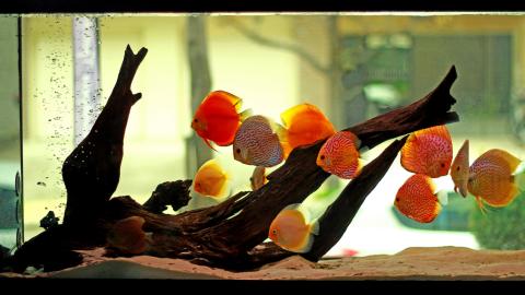 Aquarium mit Diskus und wenig Strukturen