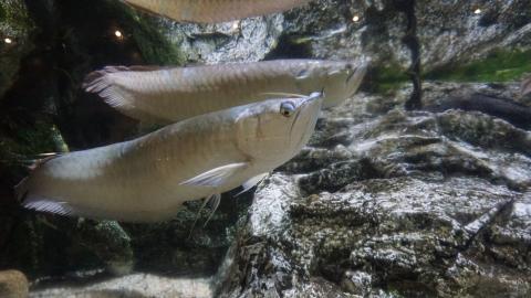 Arowana