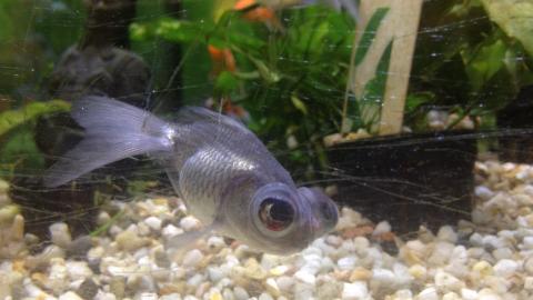 Goldfisch mit Teleskopaugen