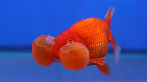 Goldfisch mit Blasenaugen