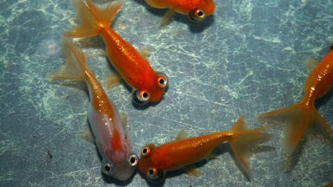 Himmelsgucker-Goldfische