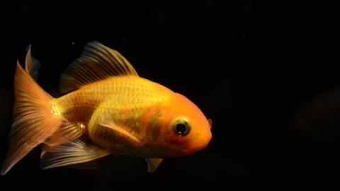 Goldfisch mit verlängerten Flossen und gestauchter Wirbelsäule