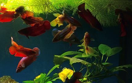 Siamesischer Kampffische - ein Gruppe Weibchen