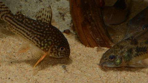 Panzerwelse suchen am Boden nach Futter