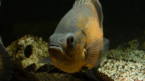 Pfauenaugenbuntbarsch