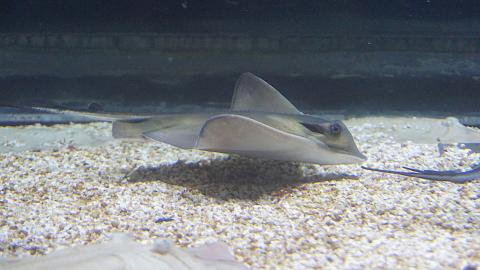Gewöhnlicher Stechrochen in einem Aquarium