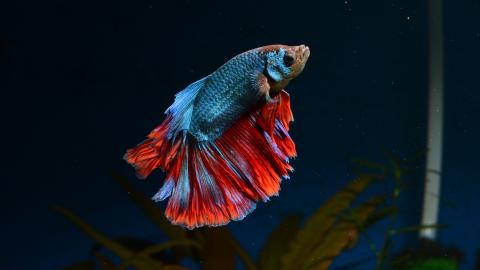 Siamesischer Kampffisch