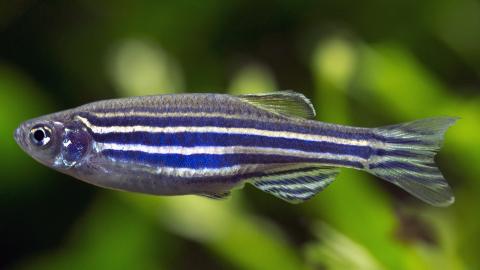 Zebrafisch