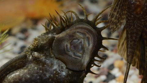 Antennenwels mit Raspelmaul