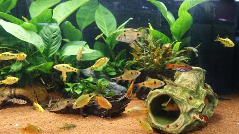 Verschiedene Barbenarten