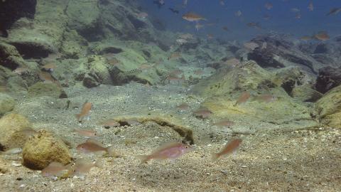 Lebensraum des Feenbuntbarschs im Tanganjikasee