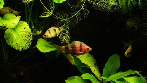 Purpurkopfbarbe - Männchen und Weibchen