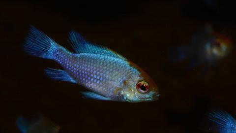 Schmetterlingsbuntbarsch Electric Blue