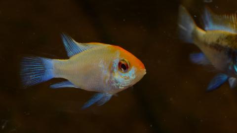 Goldener Schmetterlingsbuntbarsch