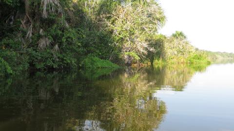 Amazonas - der natürliche Lebensraum der Skalare