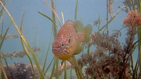 Sonnenbarsch close-up