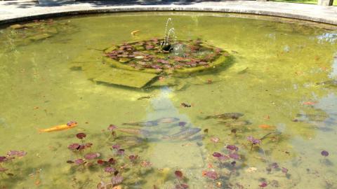 Teich mit Goldfischen