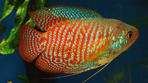 Zwerfadenfische - Männchen