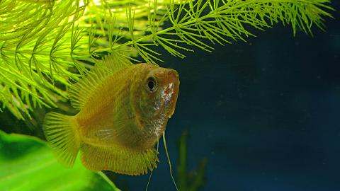 Zwerfadenfisch - Weibchen