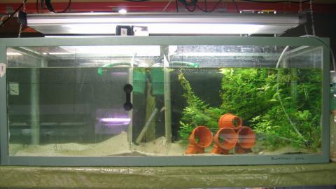 Versuchsdesign von Kistler et al. 2011