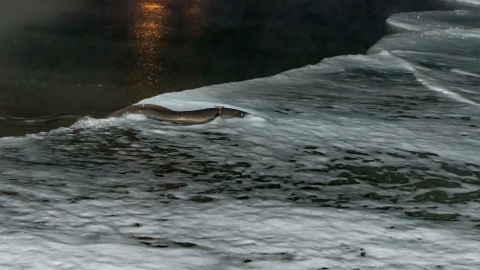 Aal mit einem Sender schwimmend
