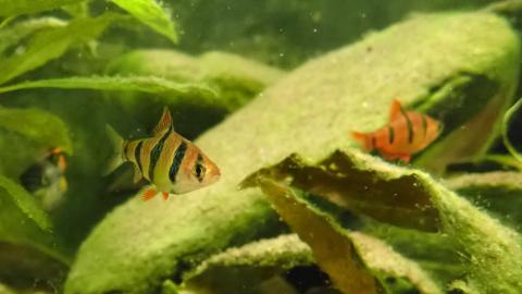 Fünfgürtelbarbe - Männchen