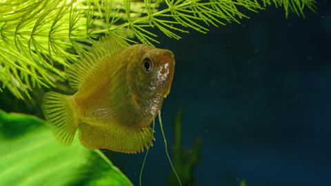 Zwergfadenfisch-Weibchen