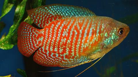 Zwergfadenfisch-Männchen