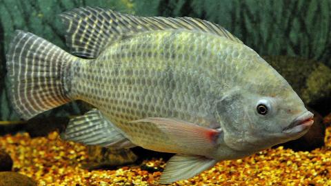 Nilbuntbarsch