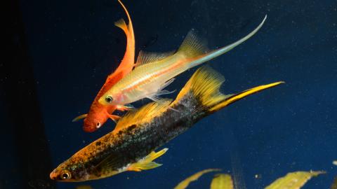 Schwerttraeger - verschiedene Zuchtformen