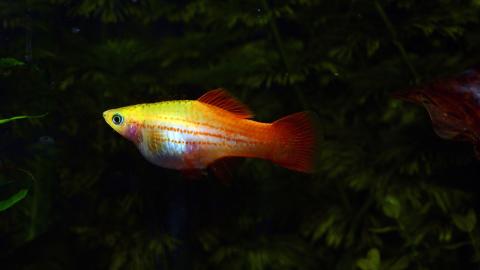 Schwertträger - Weibchen