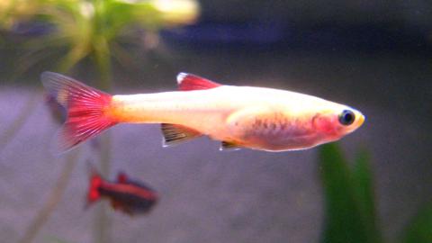 Kardinalfisch goldene Variante