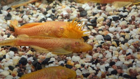 Albino-Antennenwelse