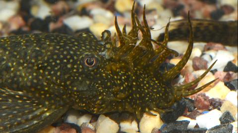 Kopf des Antennenwels-Männchens mit Geweih