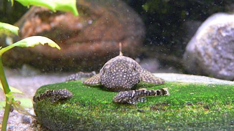 Antennenwels-Weibchen mit zwei Jungtieren