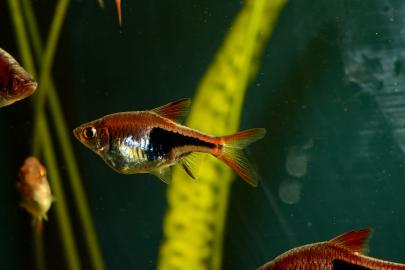 Weibchen des Keilfleckbärblings