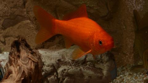 Goldfisch - Wildtyp