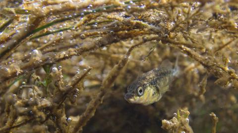 Der Dreistachlige Stichling fischwissen.ch