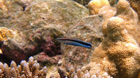 Falscher Putzerfisch Aspidontus taeniatus