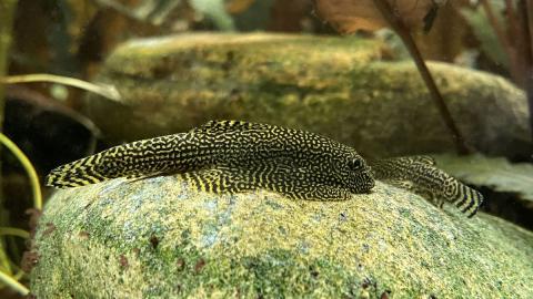 Zwei Flossensauger auf grossem Stein
