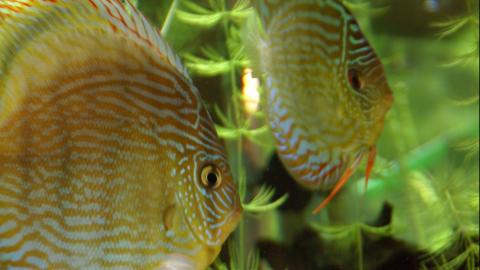 Zwei Diskusfische 