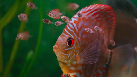 Diskus mit Jungtieren