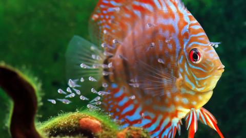 Dikus mit Jungtieren