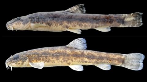 Die zwei neu entdeckten Bartgrundelarten