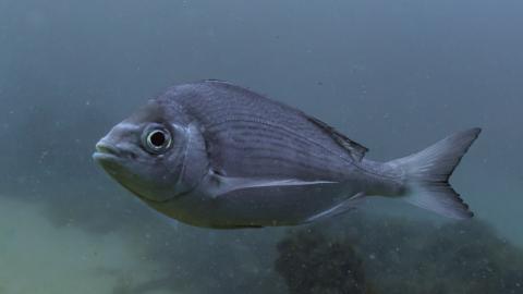 Streifenbrasse (Spondyliosoma cantharus)