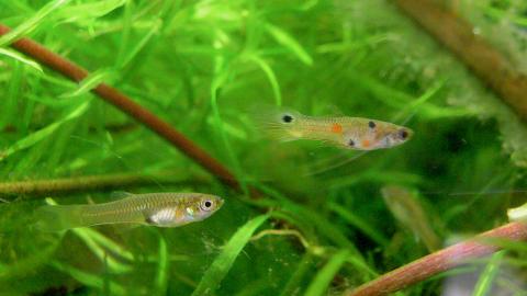 Guppy Wildtyp Männchen und Weibchen