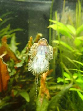 Flossensauger von unten an Aquarienscheibe